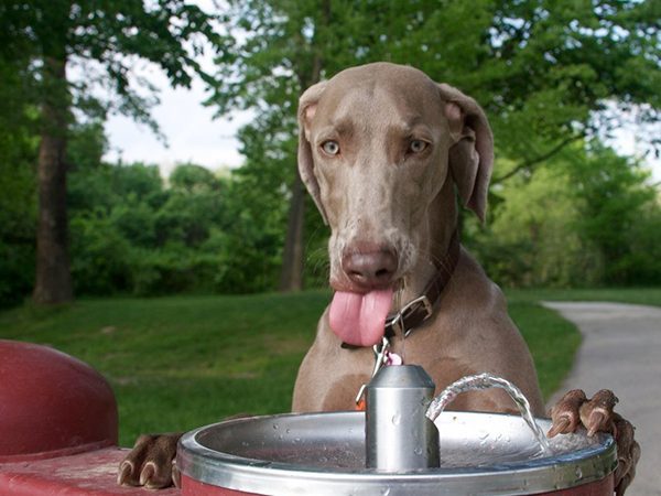 Dog drinking Fountain