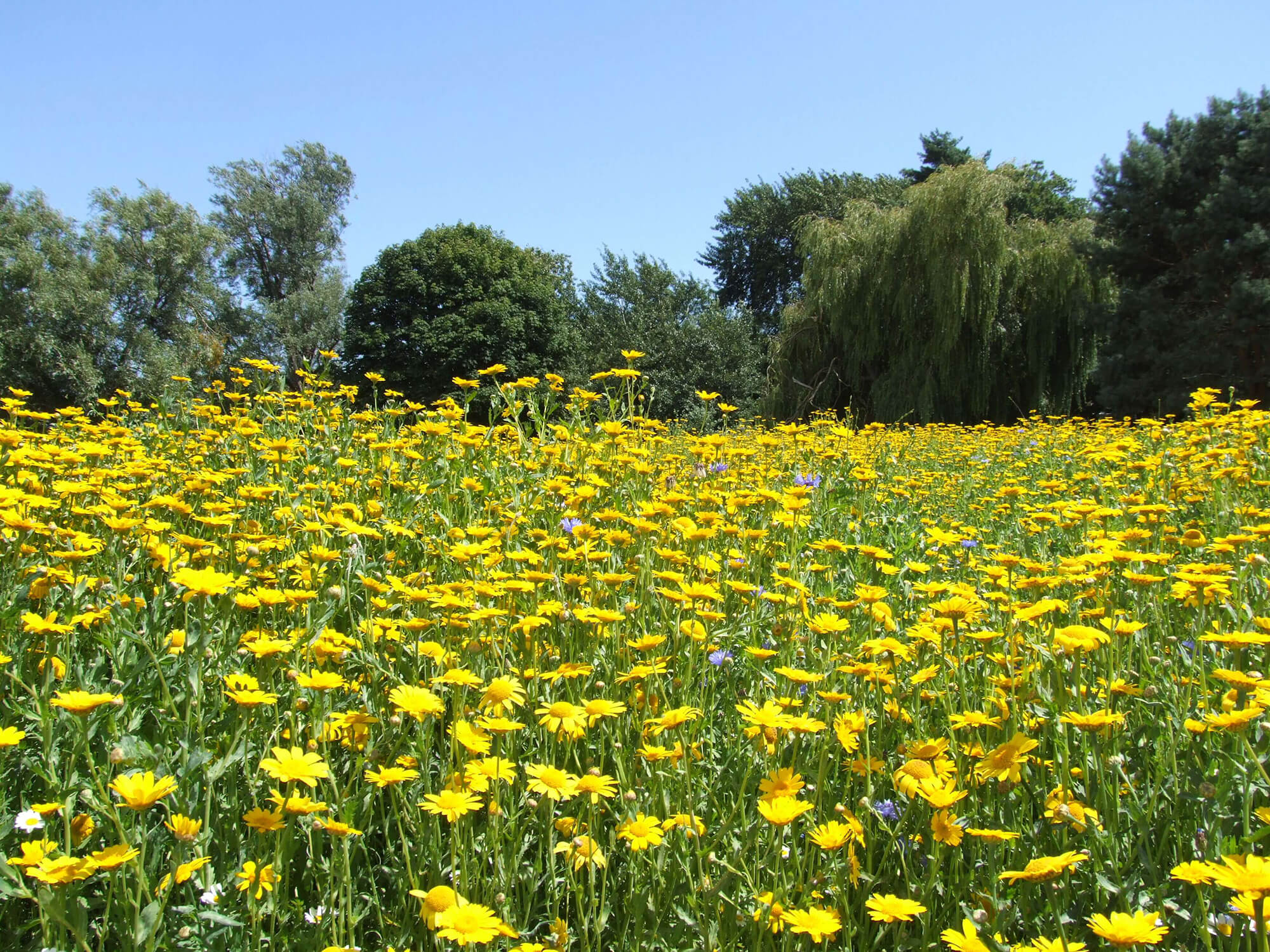 Marigolds in Bournemouth