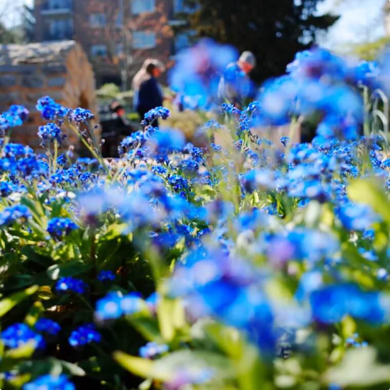 blue-flowers