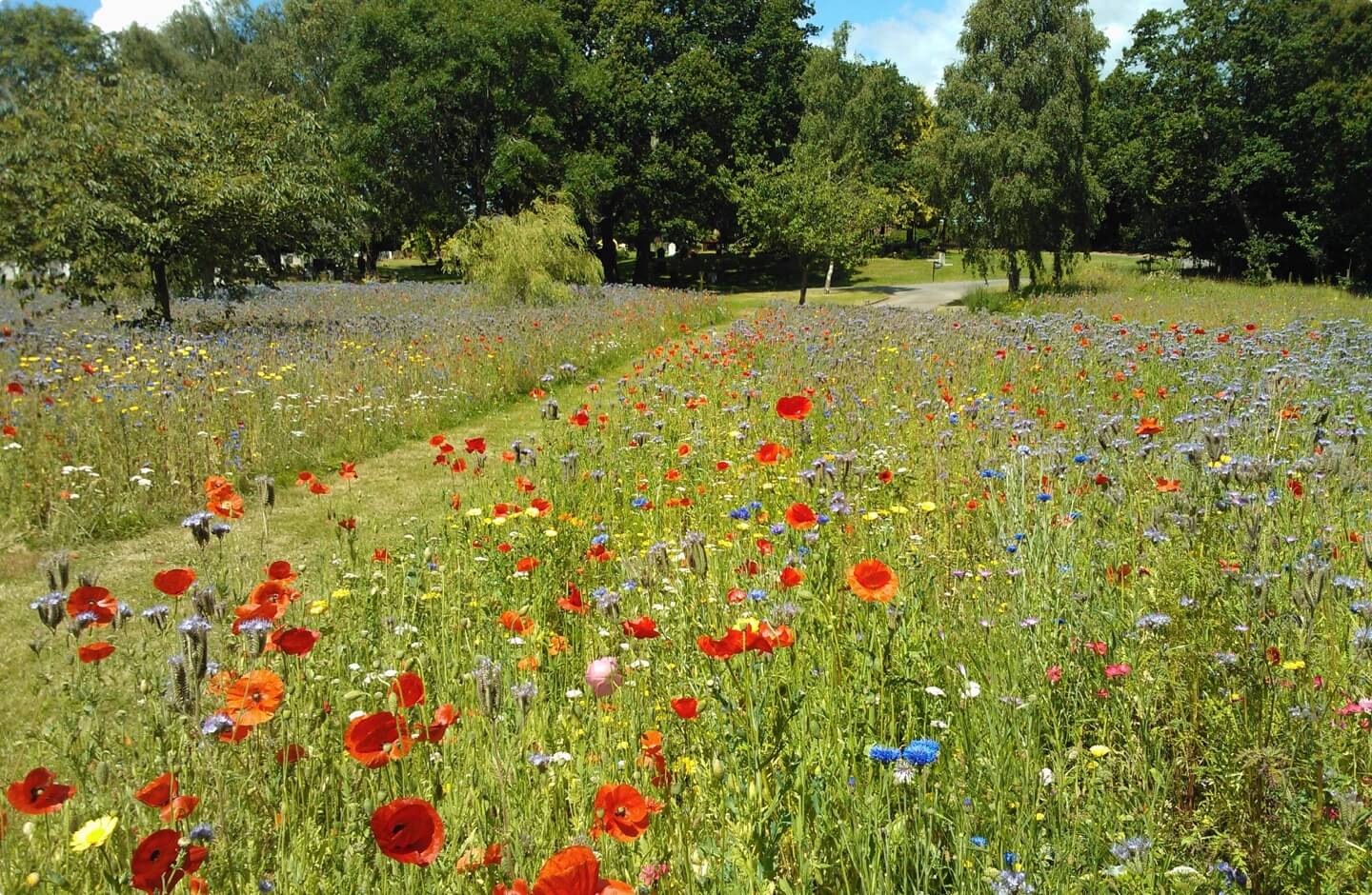 Meadow