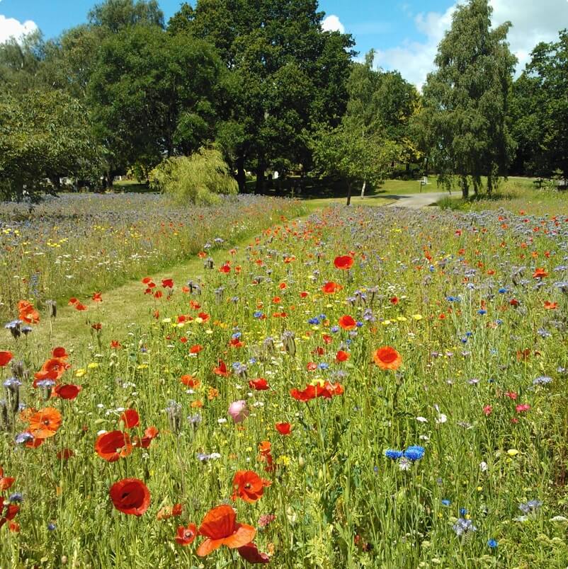 meadow