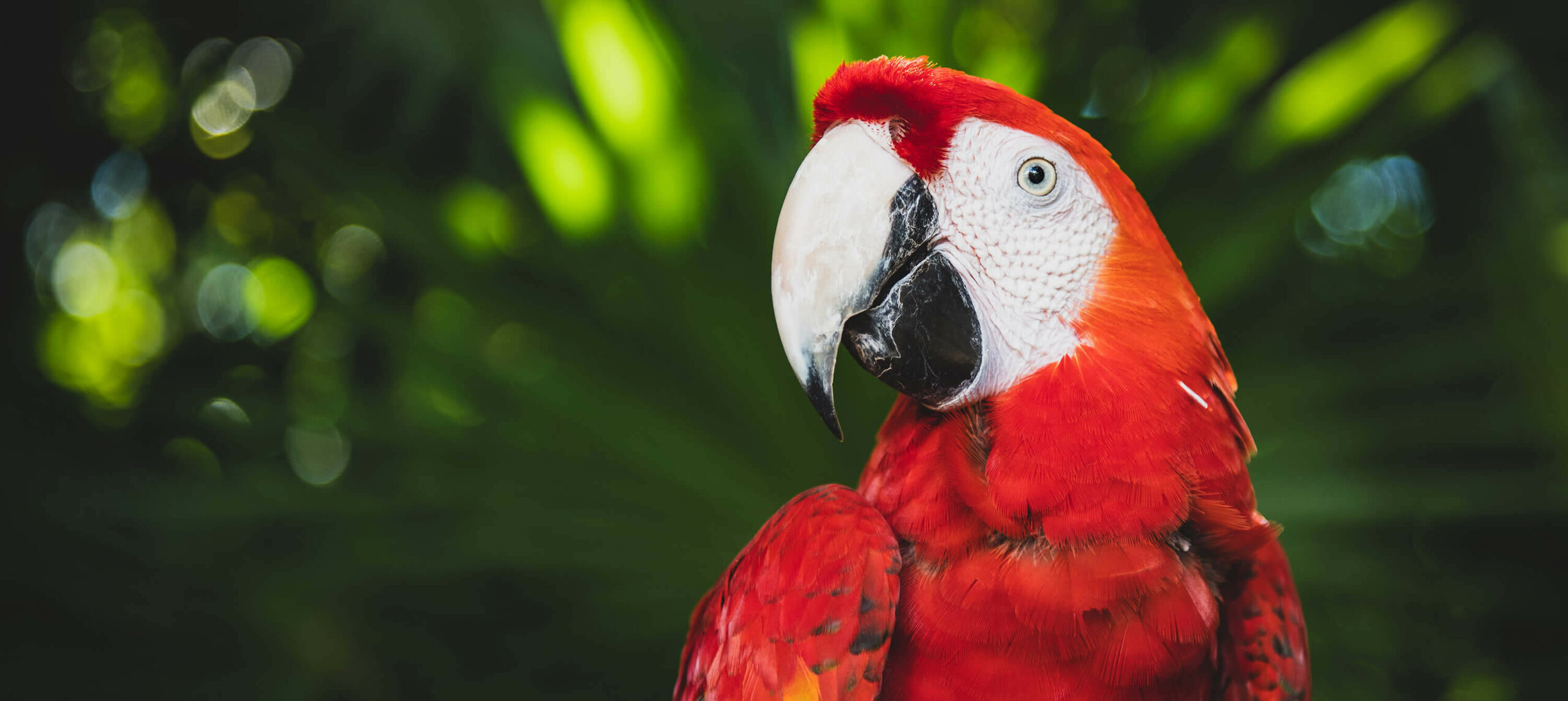 Bright red Macaw parrot