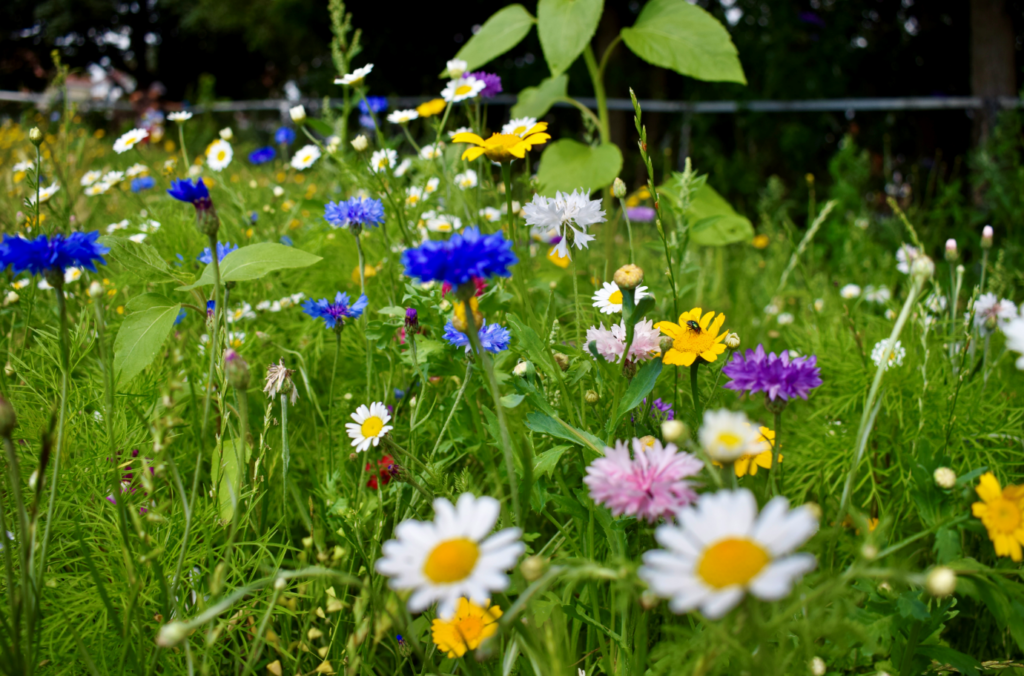 Wildflower meadow at Winton Rec