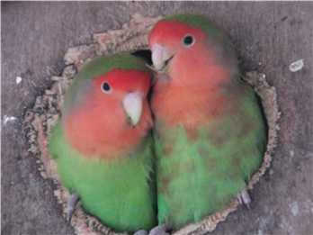 Love birds in aviary