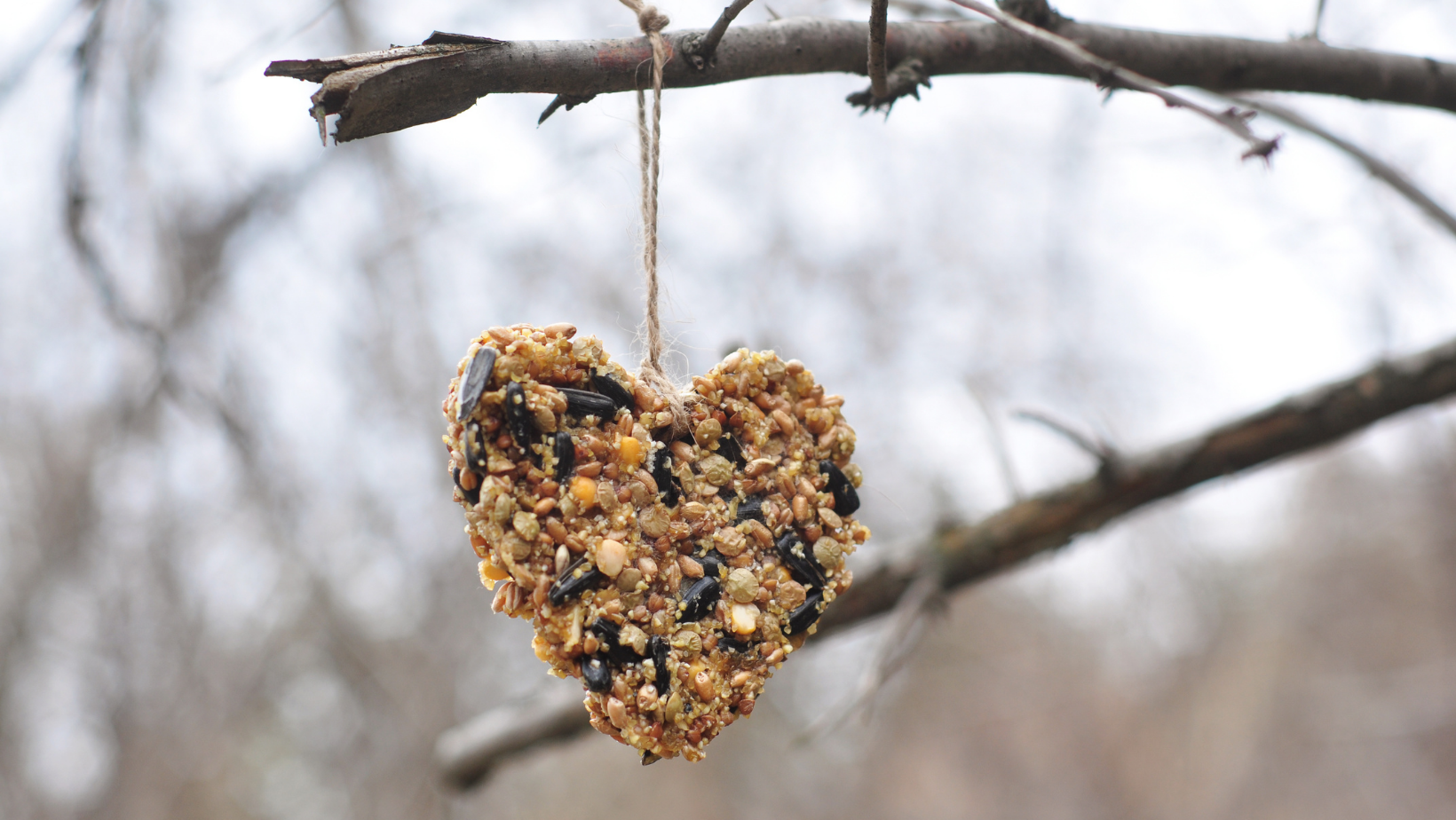 Bird feeder