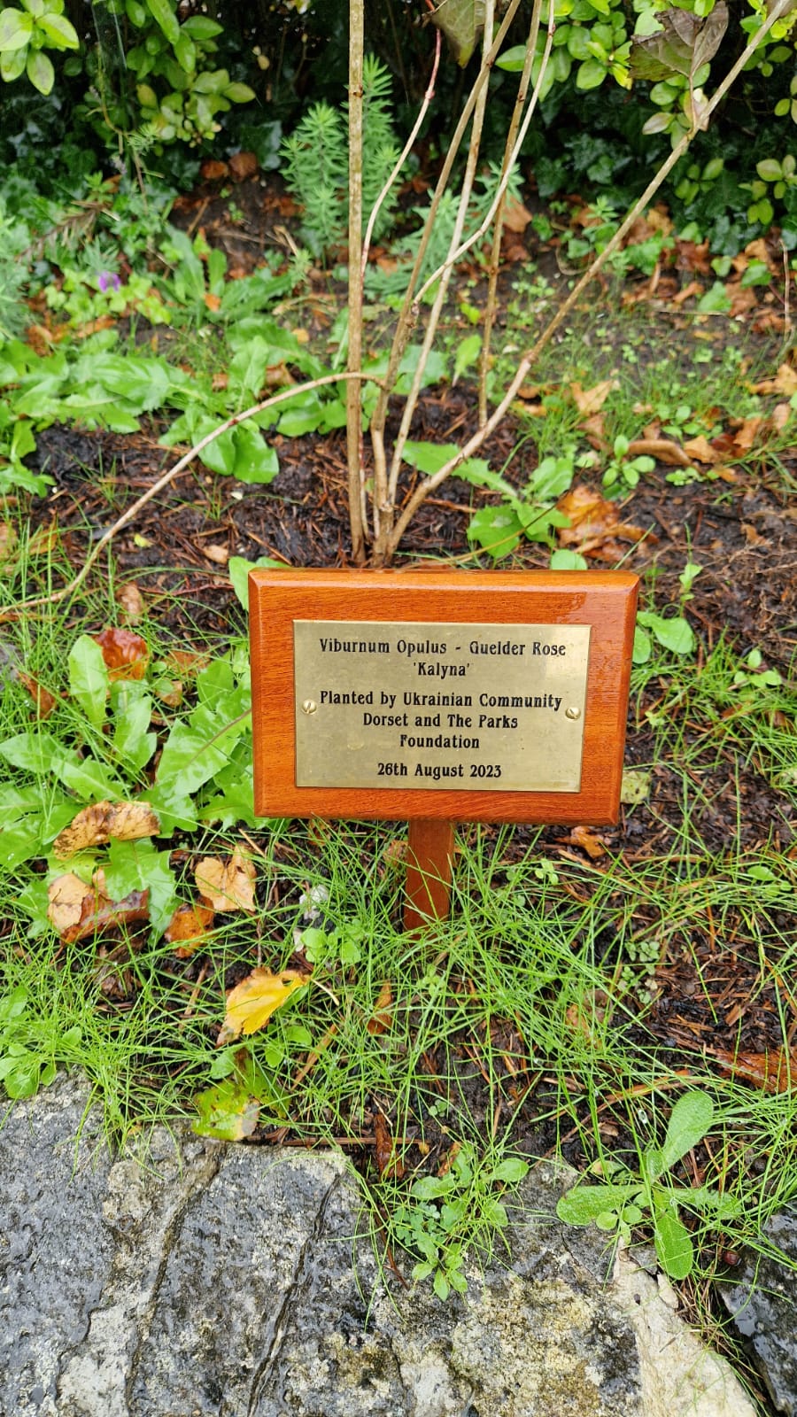 A Viburnum Opulus tree planted in Redhill Park with a wooden plaque