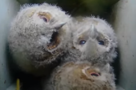 Three tawny owlets in a nest box